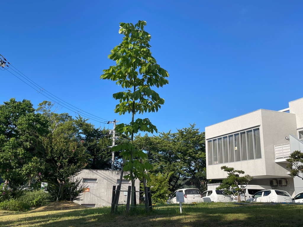 被爆アオギリ2世