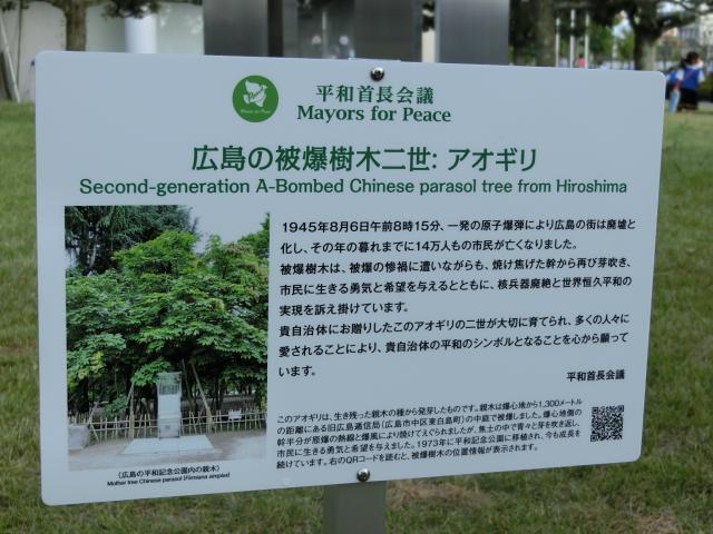 「広島の被爆樹木二世アオギリ」とその説明文が描かれている看板