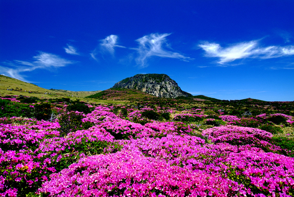 ピンクの花で覆われた漢拏山の写真