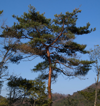 青空の下で多くの枝を広げて生えている赤松の写真