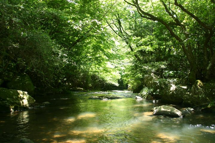新緑が美しい青野川渓谷の写真。
