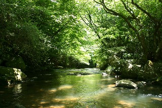 緑の木々に囲まれた、夏の青野川渓谷の風景写真