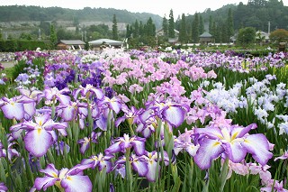 永澤寺の伽藍の遠景と花しょうぶ園のショウブの花々の写真