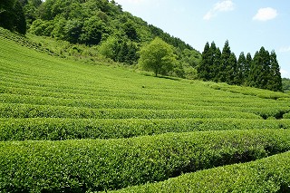 母子地区で母子茶の栽培が行われている段々茶畑の写真