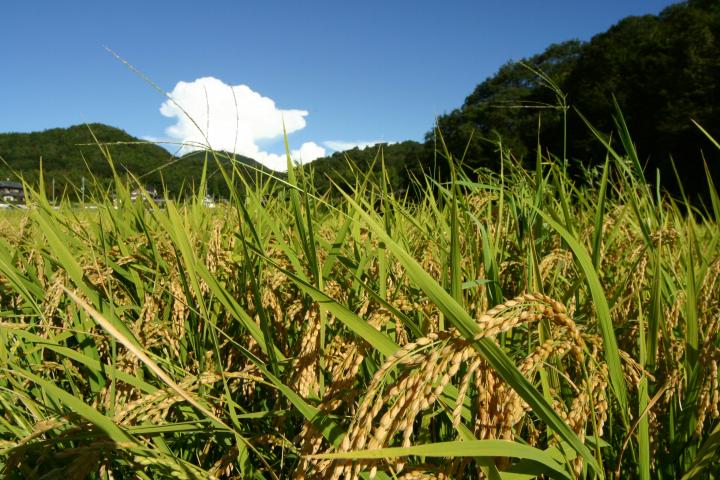 青空のもと稲穂がたれている三田のお米の写真
