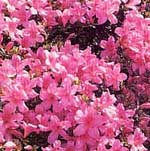 ピンク色のさつきの花がたくさん咲いている写真