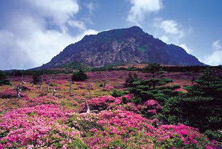 済州市の岩山の手前に桃色の花が広がっている様子の写真