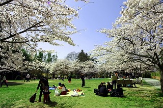 開花期を迎えた桜の木々に囲まれた、天神公園の広場の風景写真