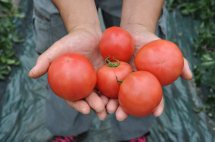 手の平にのったハウスで栽培されたハウストマトの写真