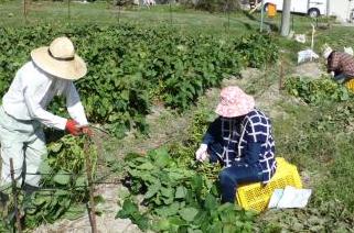 畑で育てた枝豆を二人の農家の男女が収穫している写真