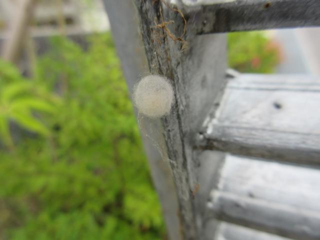 構造物に産み付けられたセアカゴケグモの白い卵のうの写真