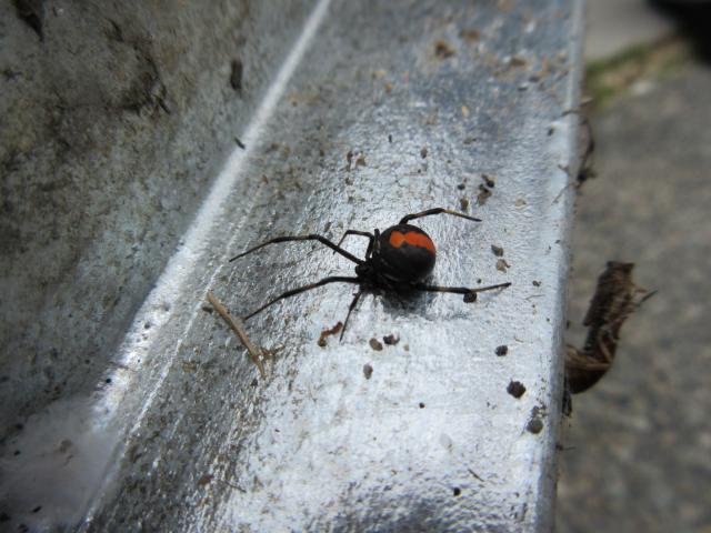 背中に赤い帯状の模様の黒いクモが銀色の板の上で前足を大きく前に突き出している写真