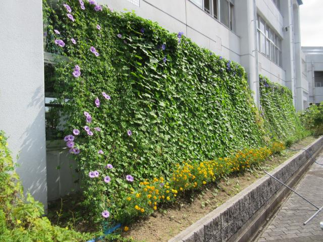 富士中学校の琉球朝顔の緑のカーテンの写真