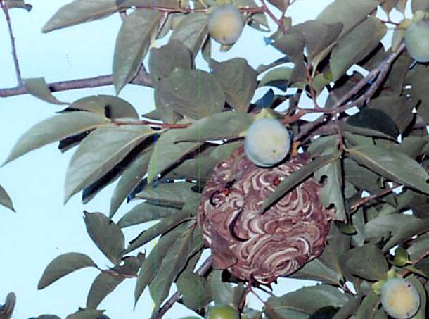 樹木につくられているスズメバチの巣の写真