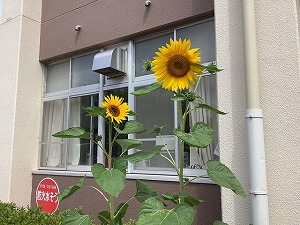 はるかのひまわり