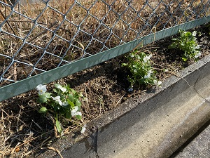 道路脇に植えられた花とフェンスの写真
