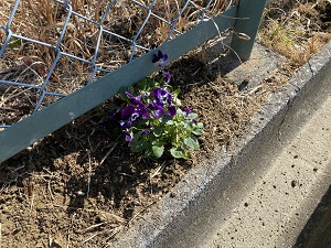 道路脇に植えられた紫色の花とフェンスの写真