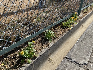 道路脇に植えられた黄色の花とフェンスの写真