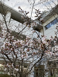 くもり空の下、L字の校舎の脇で薄ピンク色の桜が綺麗に咲いている様子の写真