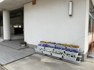 白い校舎の脇に、白と紫とオレンジ色の花が白いプランターに植えられて、階段状に並べられている様子の写真