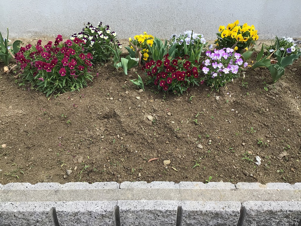 花壇の花1