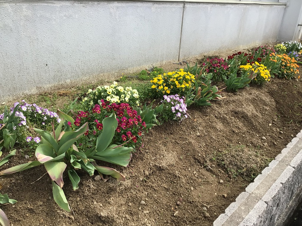 花壇の花2