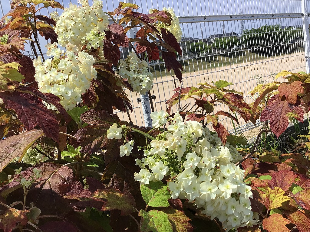 校門のお花6月2