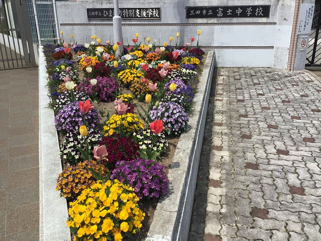 学校の花3