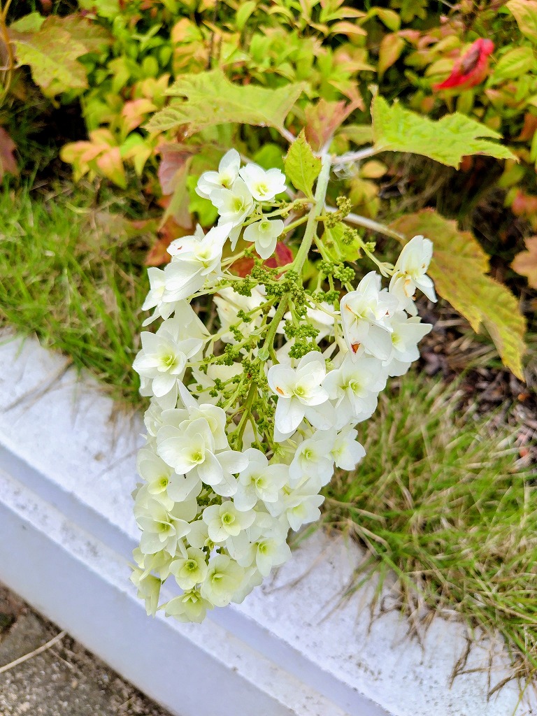 かしわはアジサイ