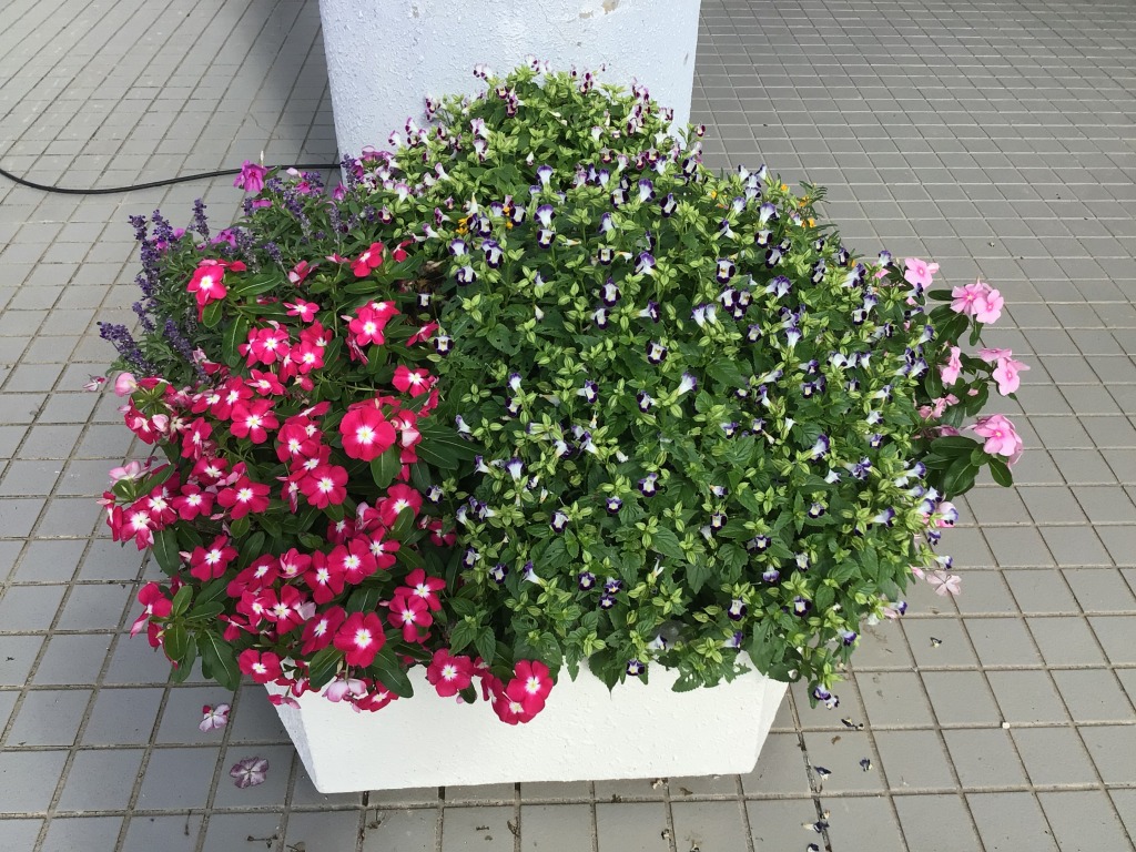 お花その2の1