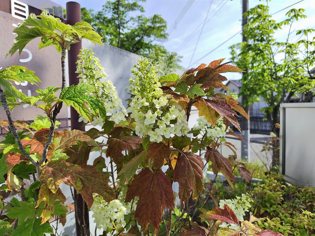 5月の花1