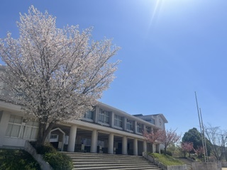 藍中学校 桜