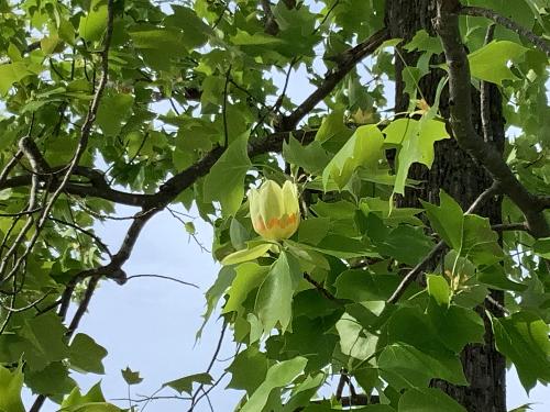 ユリノキの花