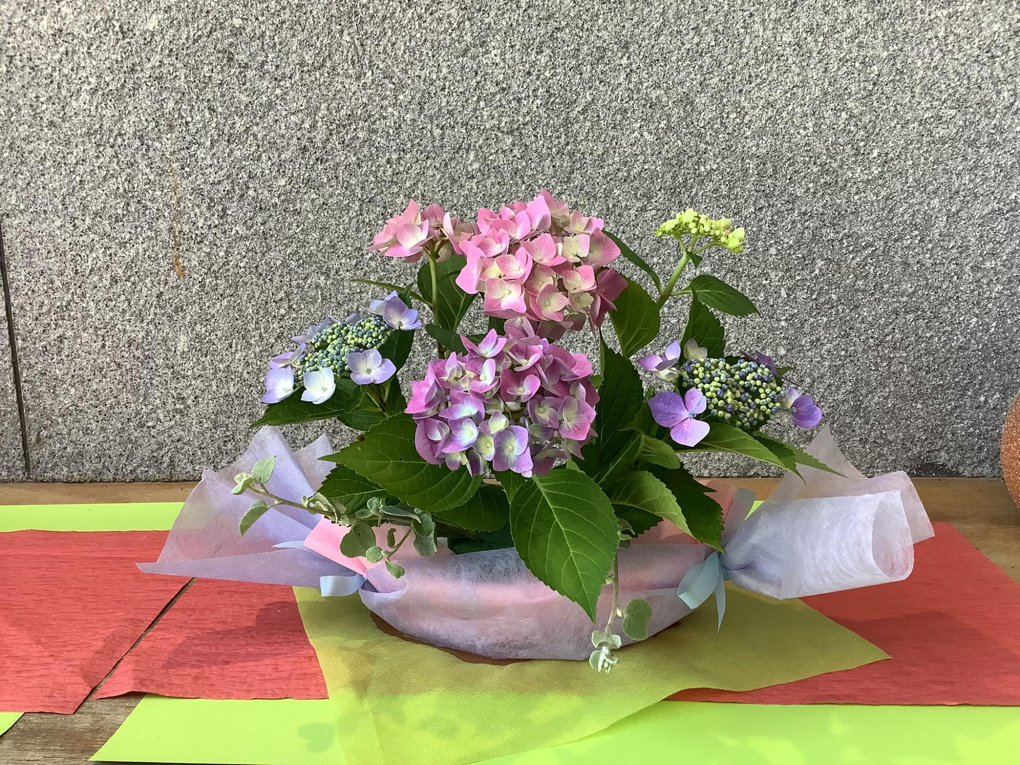 学校ボランティアさんからのあじさいのお花