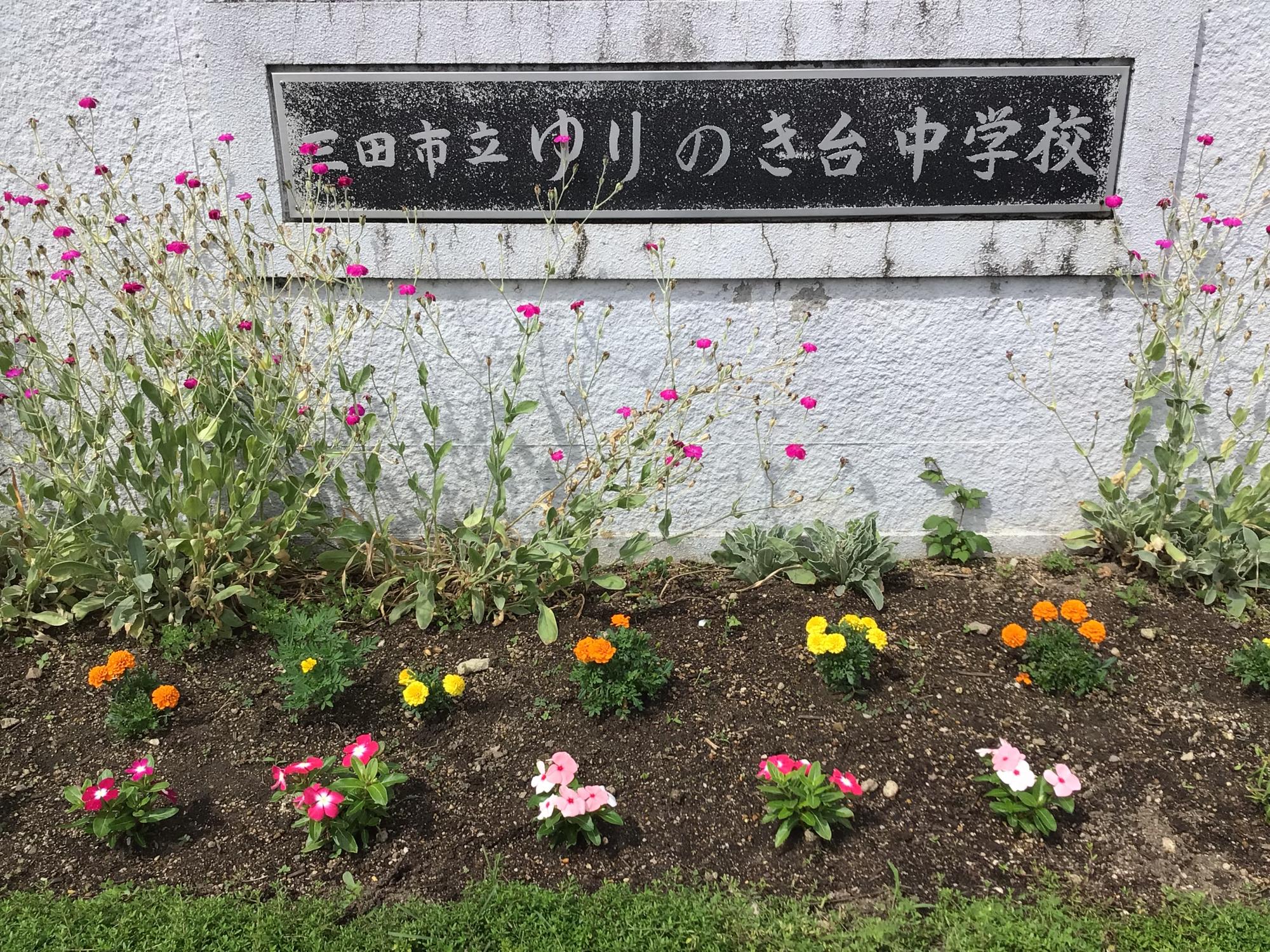 校門のところの花