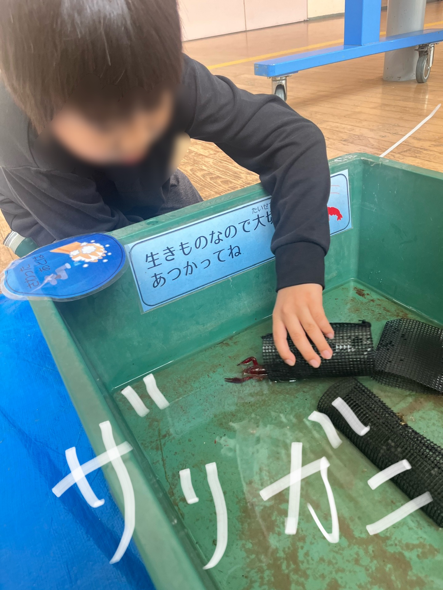 こちらは、ざりがに