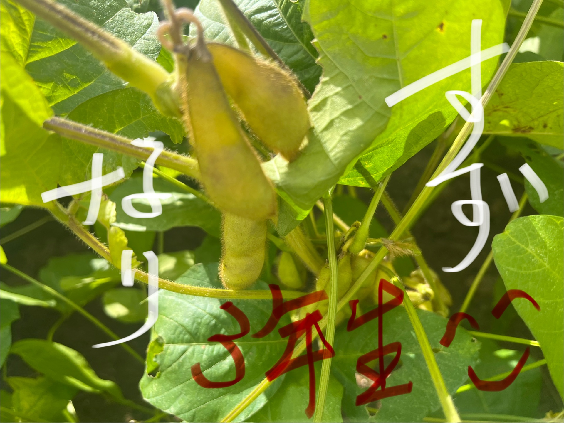 すごくないですか、ぷりぷり