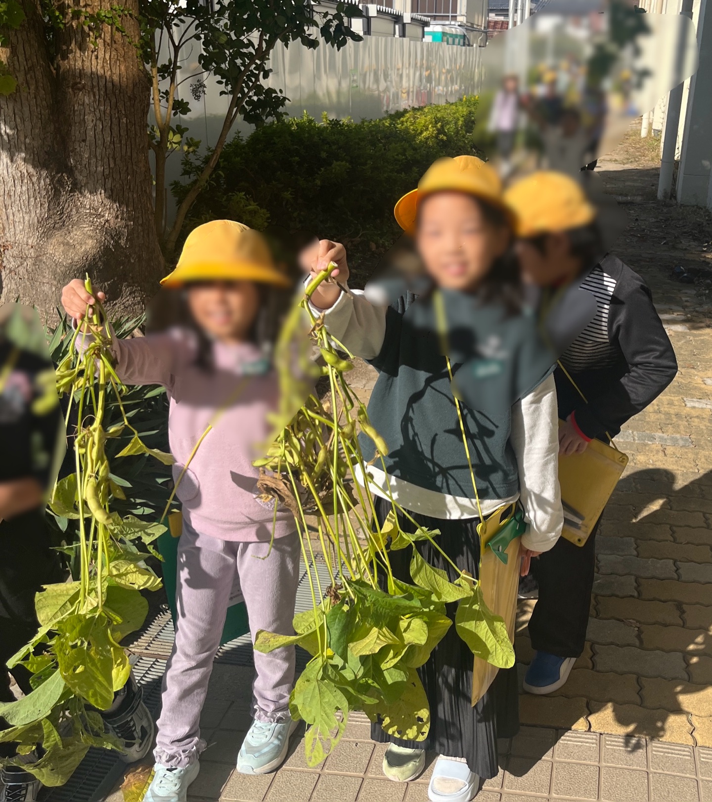 大きな粒がいっぱい