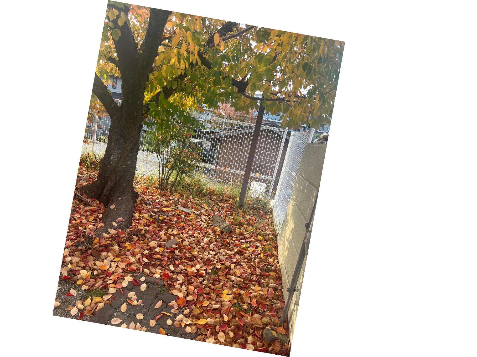 もみじのじゅうたんです