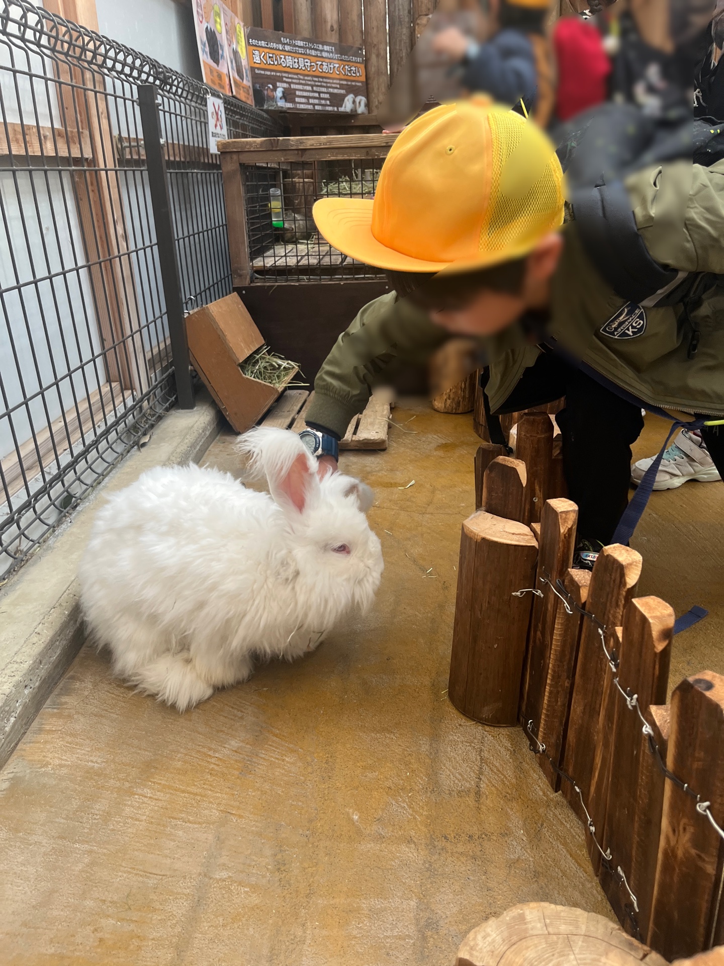 もふもふで、かわいい