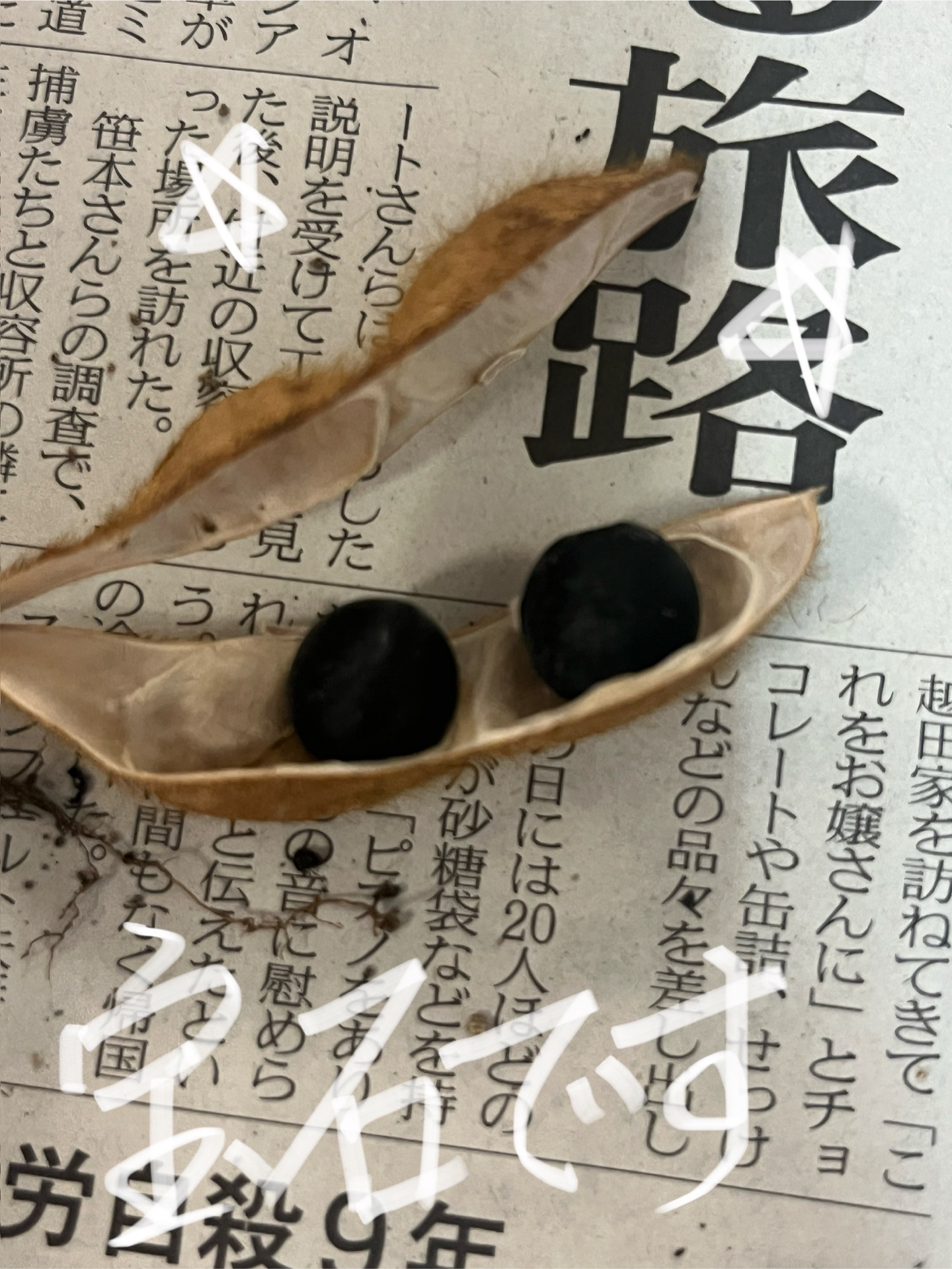 黒々つやつやです