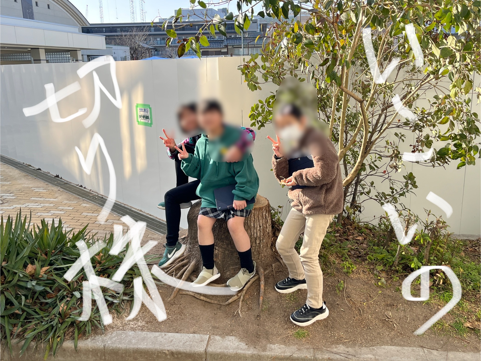 ほっとする切り株です