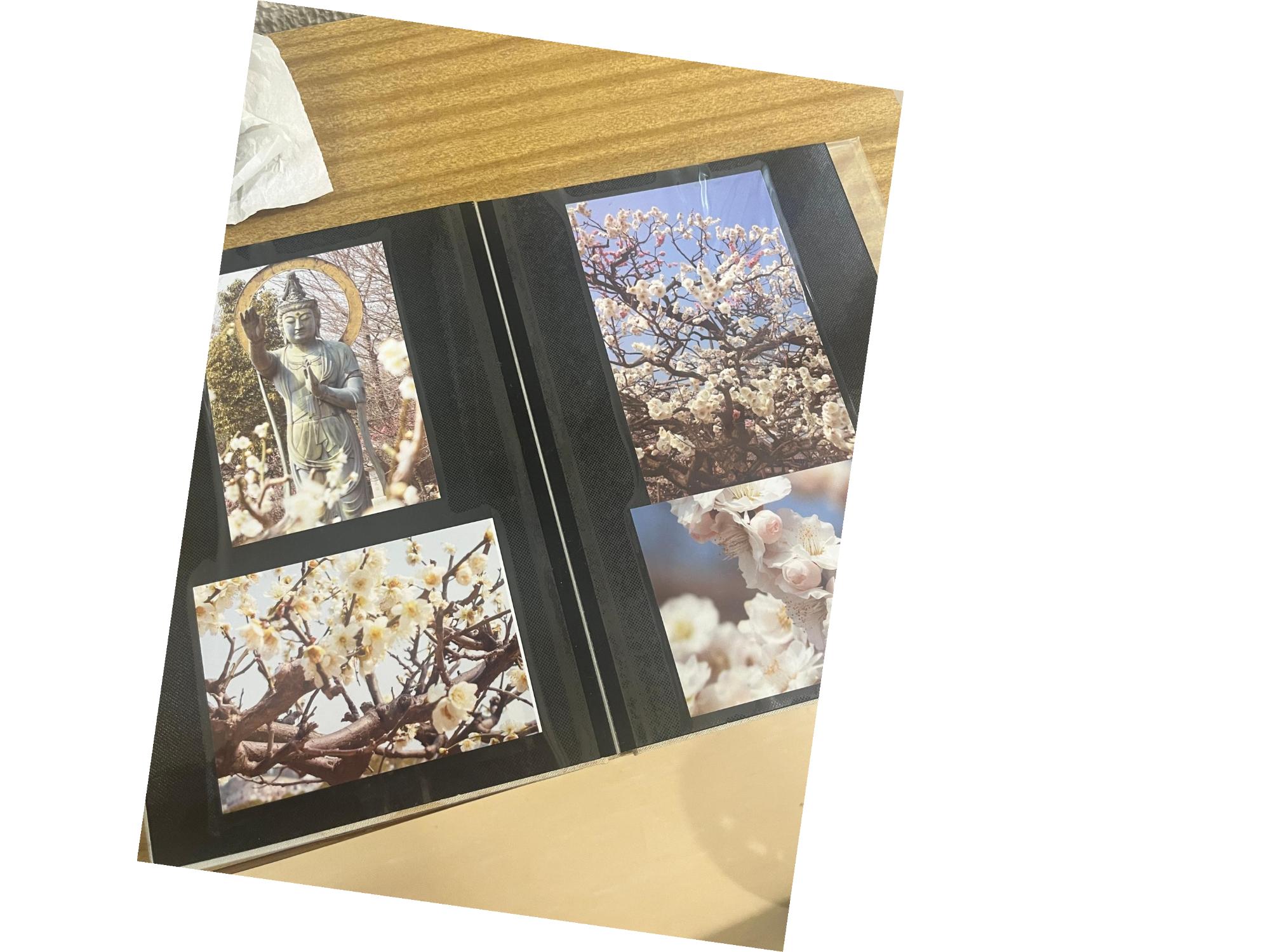 井元さんからの写真2