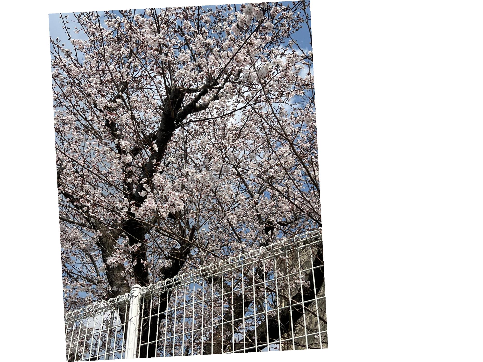 正門の横は咲いてます