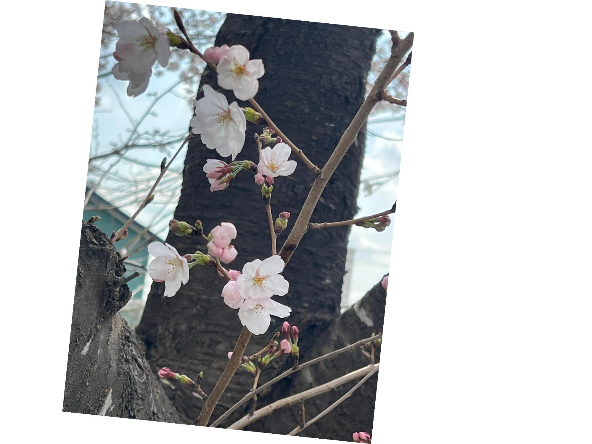 かわいいですよね