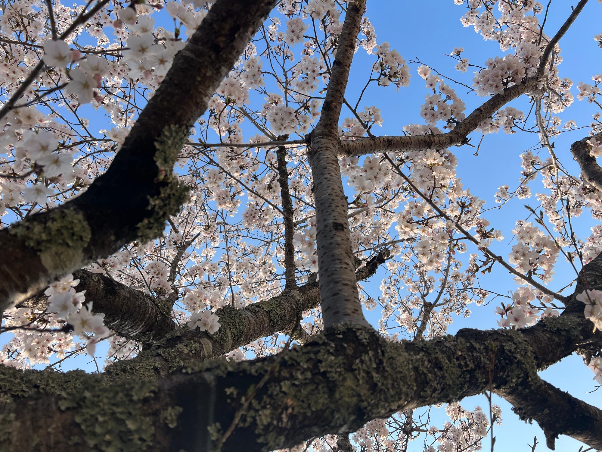 見上げてごらん