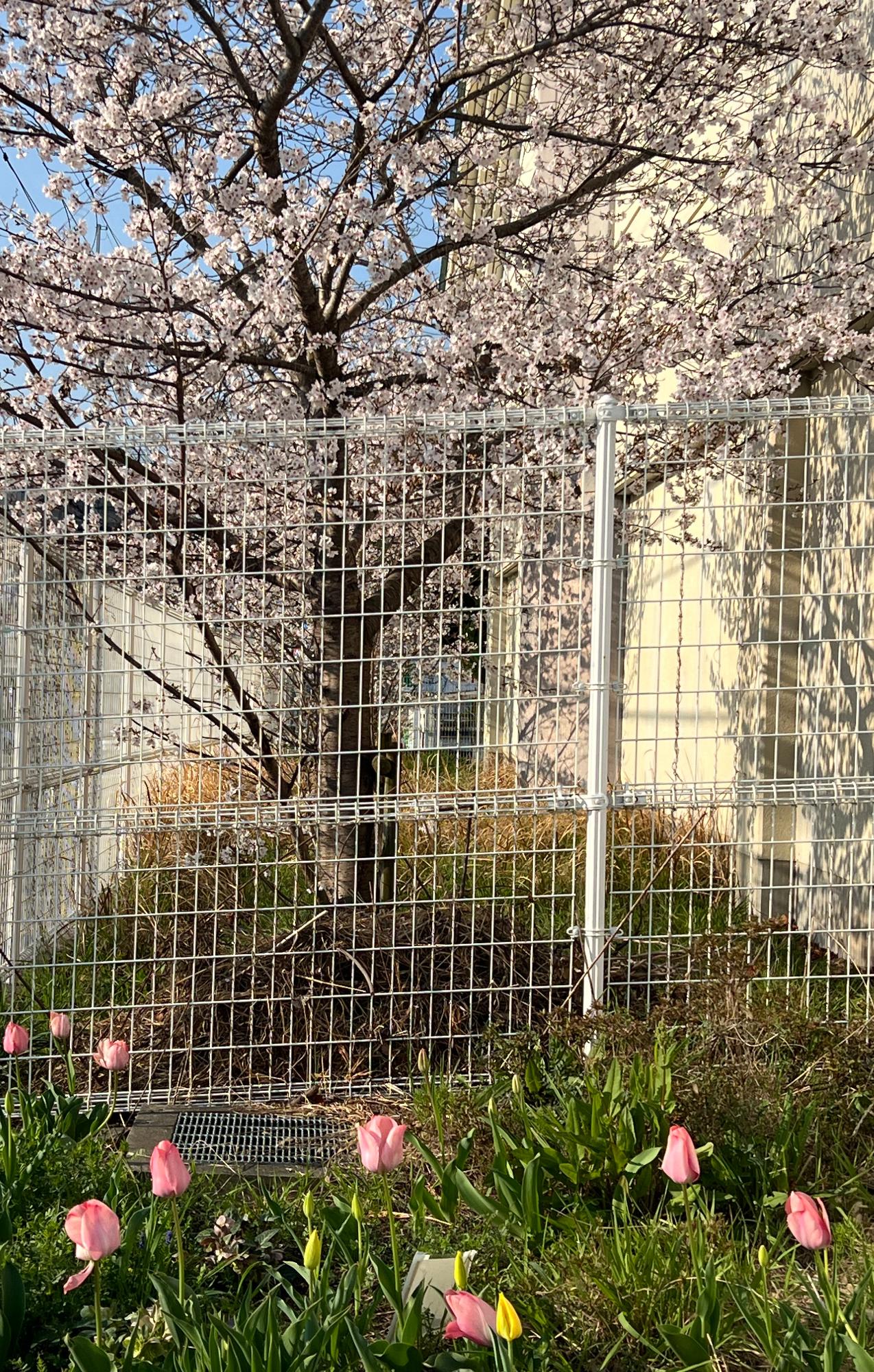 今か今かと咲きそうなチューリップ