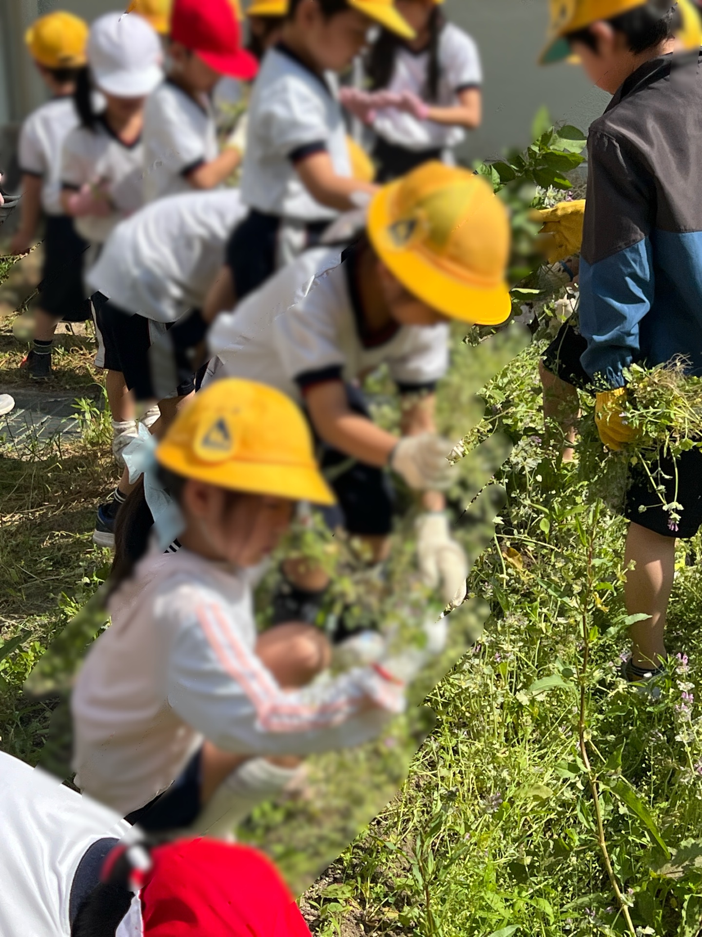 畑の草引き