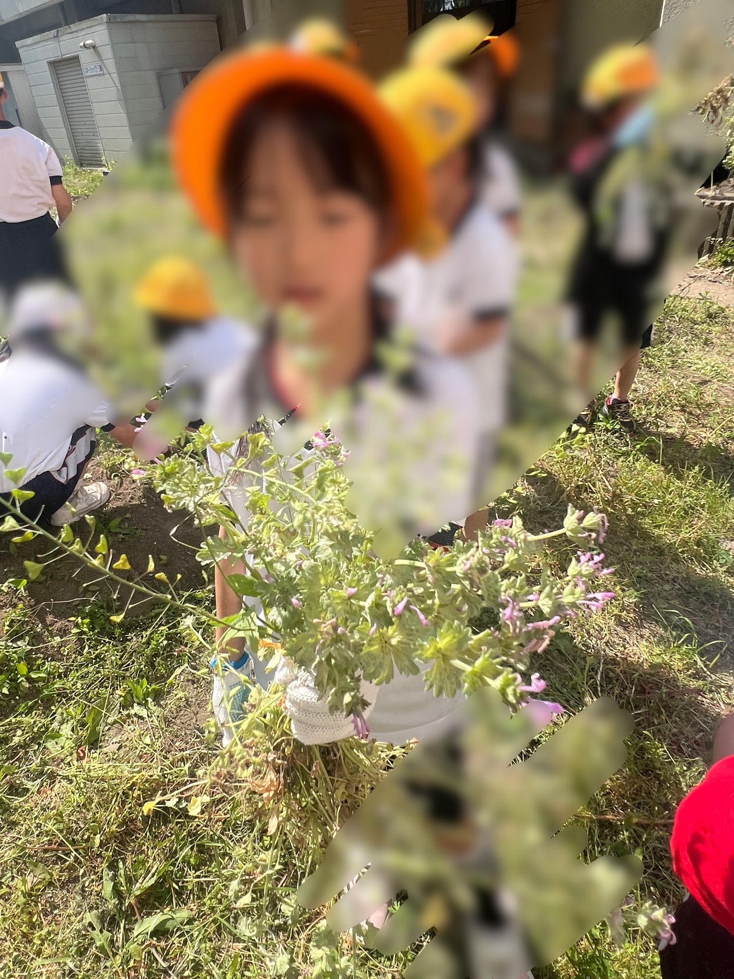 草を引きながら発見も出てくる