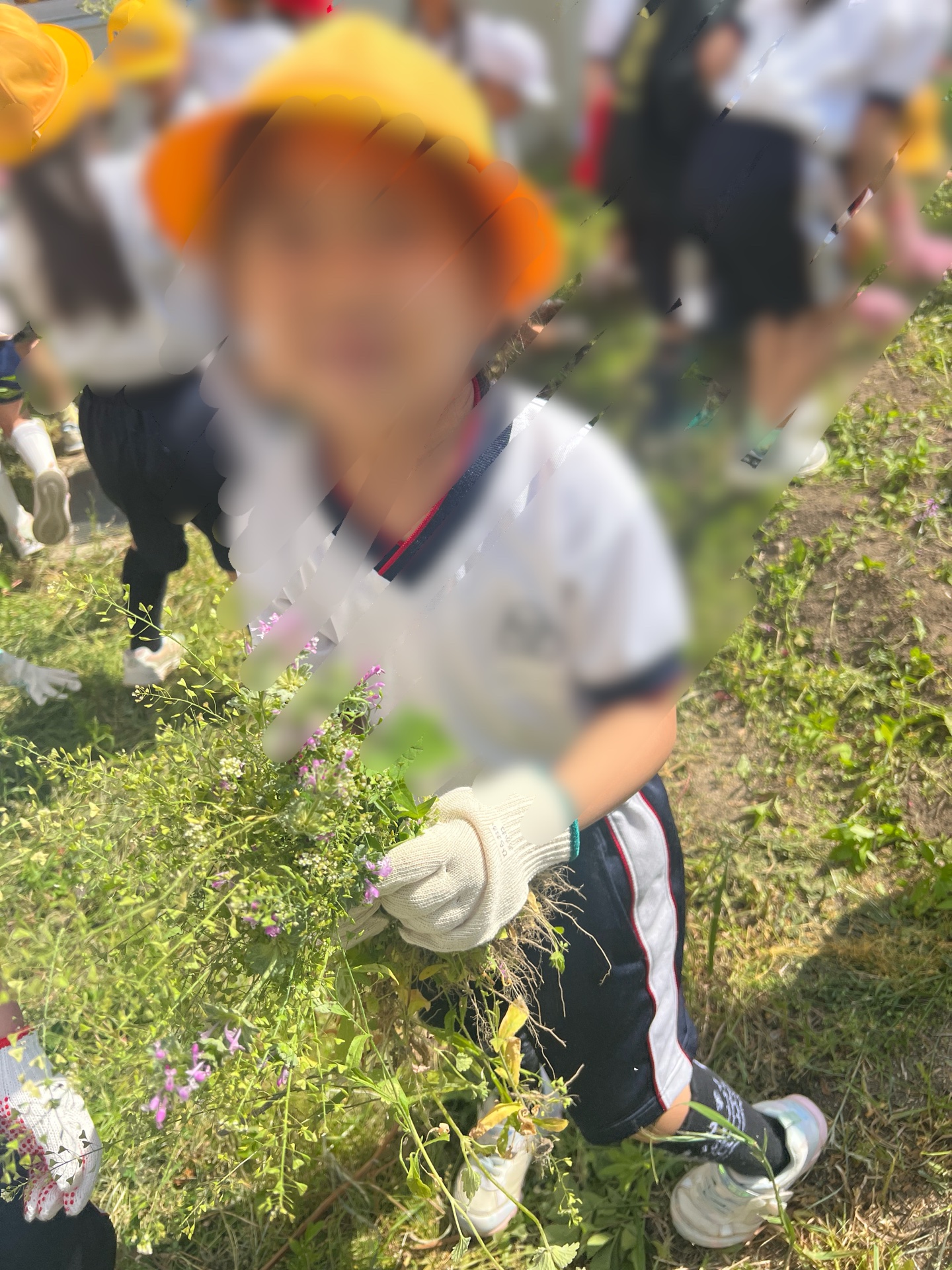 草引き一生懸命